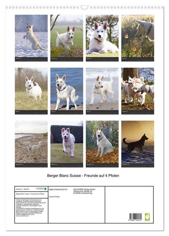 Produktbild: Berger Blanc Suisse - Freunde auf 4 Pfoten (Wandkalender 2026 DIN A2 hoch), CALVENDO Monatskalender