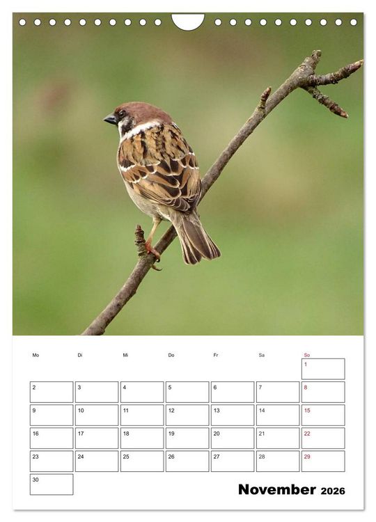 Produktbild: Amsel, Drossel, Fink und Star - beobachtet (Wandkalender 2026 DIN A4 hoch), CALVENDO Monatskalender