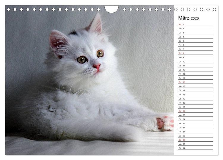 Produktbild: Aus der Kinderstube der Perserkatze (Wandkalender 2026 DIN A4 quer), CALVENDO Monatskalender