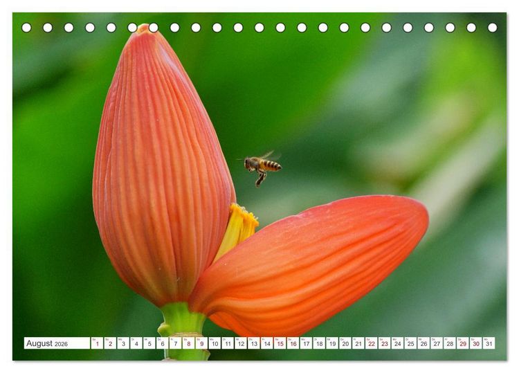 Produktbild: Asiatische Blumenpracht (Tischkalender 2026 DIN A5 quer), CALVENDO Monatskalender