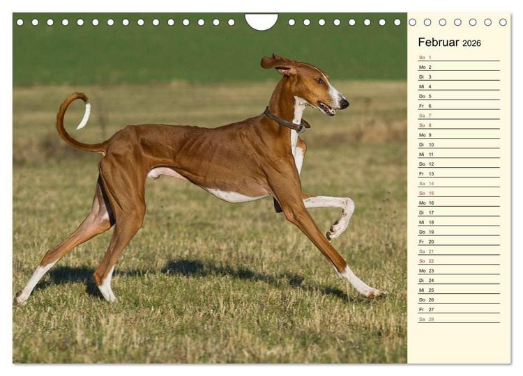 Produktbild: Windhund der W&uuml;ste - Der Azawakh (Wandkalender 2026 DIN A4 quer), CALVENDO Monatskalender