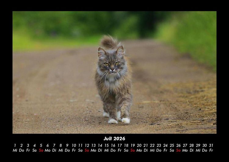 Produktbild: F&uuml;r Katzenfreunde 2026 Fotokalender DIN A3