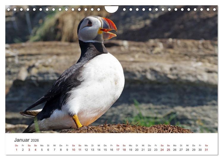 Produktbild: Papageitaucher - Clowns der nordischen Vogelwelt (Wandkalender 2026 DIN A4 quer), CALVENDO Monatskalender