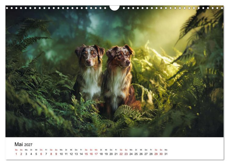 Produktbild: Born to run - Ein Jahr mit Australian Shepherds (Wandkalender 2027 DIN A3 quer), CALVENDO Monatskalender
