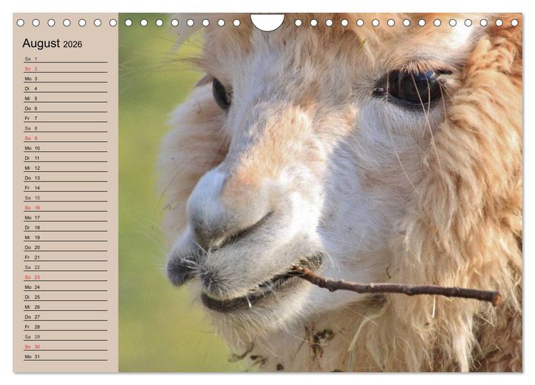 Produktbild: Alpakas und Lamas (Wandkalender 2026 DIN A4 quer), CALVENDO Monatskalender