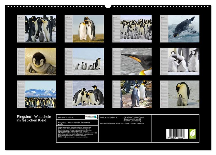 Produktbild: Pinguine - Watscheln im festlichen Kleid (hochwertiger Premium Wandkalender 2026 DIN A2 quer), Kunstdruck in Hochglanz