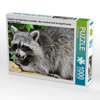 Produktbild: CALVENDO Puzzle Eigentlich sind Waschb&auml;ren nachtaktiv, aber manchmal lockt der Appetit bereits am fr&uuml;hen Abend. 1000 Teile Lege-Gr&ouml;&szlig;e 64 x 48 cm Foto-Puzzle Bild von Jean-Louis Glineur