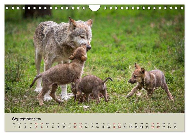 Produktbild: Wolfsrudel (Wandkalender 2026 DIN A4 quer), CALVENDO Monatskalender