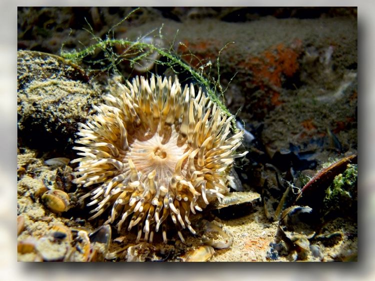 Produktbild: CALVENDO Puzzle Seeanemone mit Miesmuschel und Alge | 1000 Teile Lege-Gr&ouml;&szlig;e 64x48cm Foto-Puzzle f&uuml;r gl&uuml;ckliche Stunden