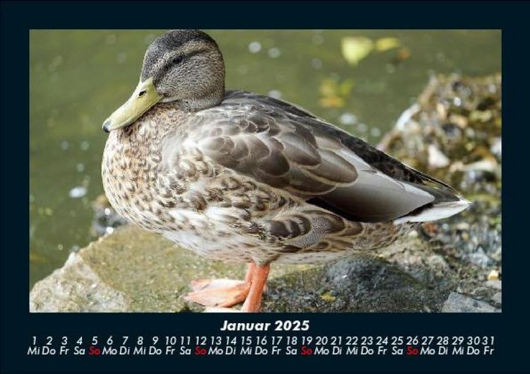Produktbild: V&ouml;gel 2025 Fotokalender DIN A5