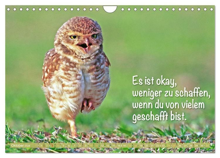 Produktbild: Die Eulen sind los: Edition lustige Tiere (Wandkalender 2026 DIN A4 quer), CALVENDO Monatskalender