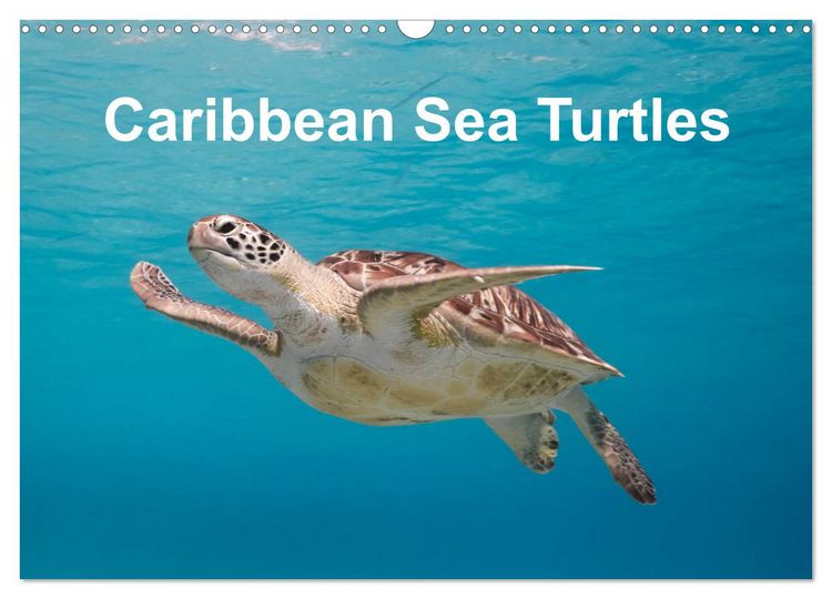 Produktbild: Caribbean Sea Turtles (Wall Calendar 2026 DIN A3 landscape), CALVENDO 12 Month Wall Calendar