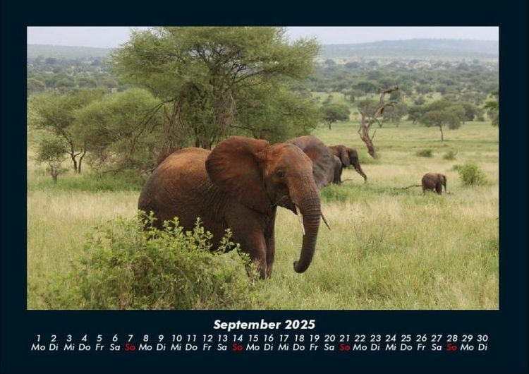 Produktbild: Der Elefantenkalender 2025 Fotokalender DIN A4