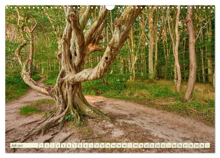 Produktbild: R&uuml;gen - Jasmund Nationalpark (Wandkalender 2027 DIN A3 quer), CALVENDO Monatskalender
