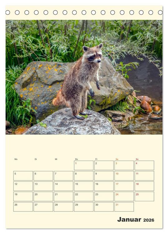 Produktbild: Drolliger Waschb&auml;r (Tischkalender 2026 DIN A5 hoch), CALVENDO Monatskalender