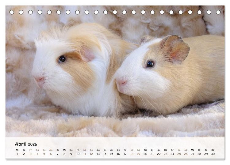 Produktbild: Meerschweinchen 2026 - bezaubernd, hinrei&szlig;end, entz&uuml;ckend (Tischkalender 2026 DIN A5 quer), CALVENDO Monatskalender