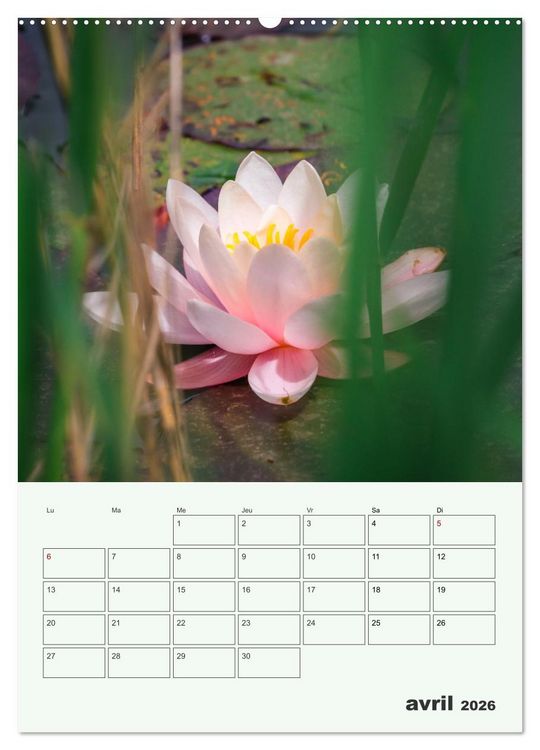 Produktbild: Les fleurs, &eacute;ternelles &eacute;phem&egrave;res (Calendrier mural 2026 DIN A2 horizontal) calendrier de bureau