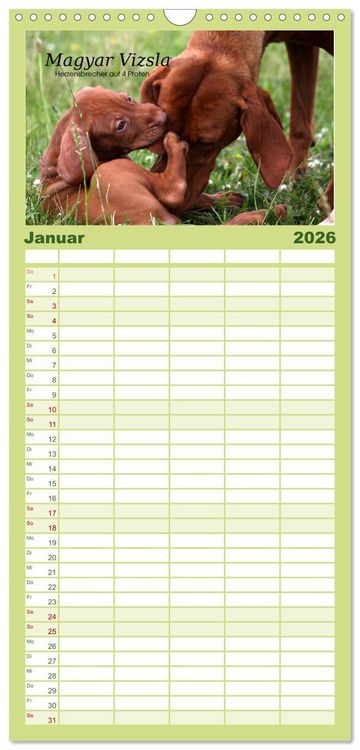 Produktbild: Familienplaner 2026 - Magyar Vizsla - Zauberhafte Kobolde mit 5 Spalten (Wandkalender, 21 x 45 cm) CALVENDO