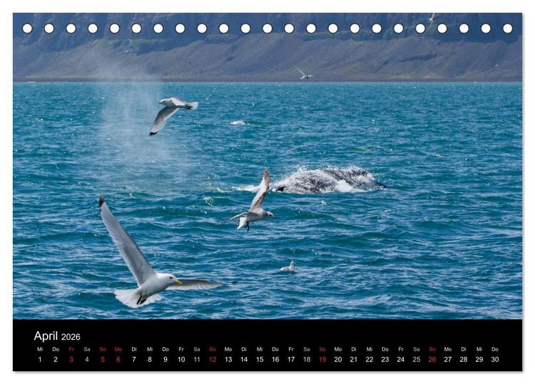 Produktbild: Wale (Tischkalender 2026 DIN A5 quer), CALVENDO Monatskalender