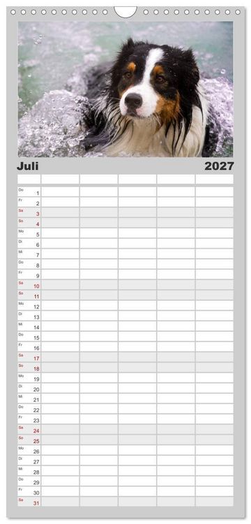 Produktbild: Familienplaner 2027 - Australian Shepherd - Traum auf vier Pfoten mit 5 Spalten (Wandkalender, 21 x 45 cm) CALVENDO