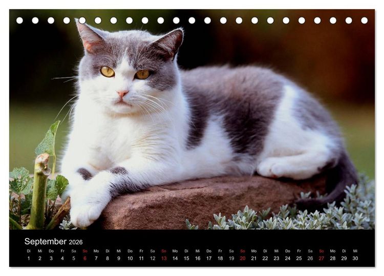 Produktbild: Katzen (Tischkalender 2026 DIN A5 quer), CALVENDO Monatskalender
