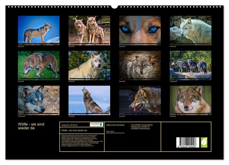 Produktbild: W&ouml;lfe - sie sind wieder da (hochwertiger Premium Wandkalender 2026 DIN A2 quer), Kunstdruck in Hochglanz