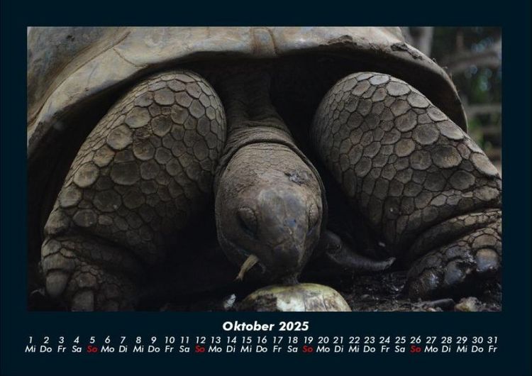 Produktbild: Schildkr&ouml;tenzauber 2025 Fotokalender DIN A4