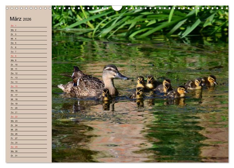 Produktbild: G&auml;nse und Enten. Schnattern, watscheln, quaken! (Wandkalender 2026 DIN A3 quer), CALVENDO Monatskalender