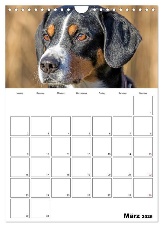 Produktbild: Entlebucher Sennenhunde begleiten Sie durch das Jahr (Wandkalender 2026 DIN A4 hoch), CALVENDO Monatskalender
