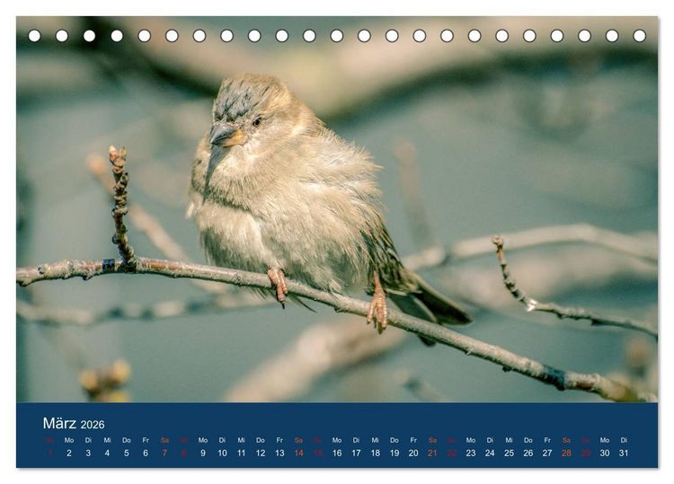 Produktbild: Spatzen-Kalender (Tischkalender 2026 DIN A5 quer), CALVENDO Monatskalender