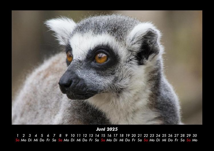 Produktbild: Der Tierkalender 2025 Fotokalender DIN A3