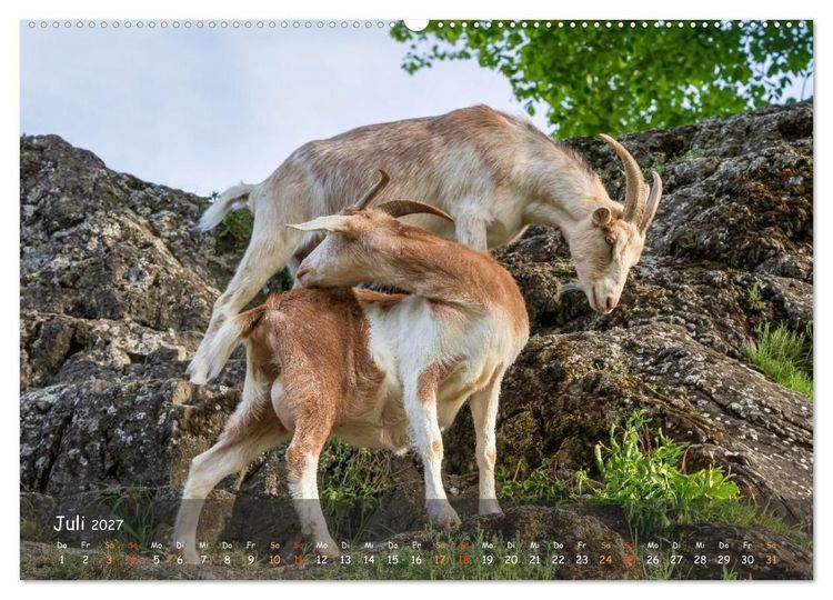 Produktbild: Albziegen (hochwertiger Premium Wandkalender 2027 DIN A2 quer), Kunstdruck in Hochglanz