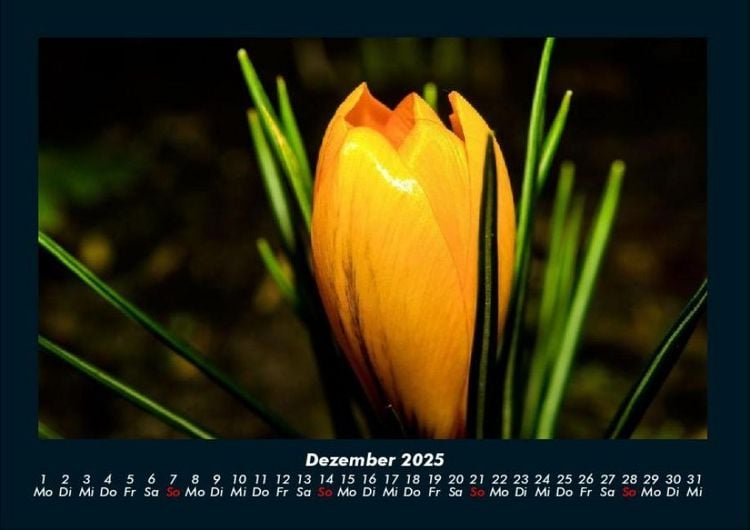 Produktbild: Blumentr&auml;ume 2025 Fotokalender DIN A4