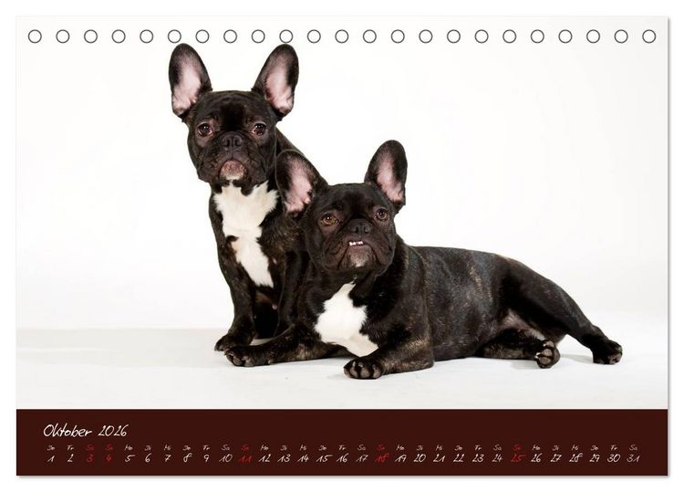 Produktbild: Franz&ouml;sische Bulldoggen (Tischkalender 2026 DIN A5 quer), CALVENDO Monatskalender