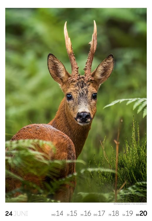 Produktbild: Natur Wochenkalender 2027