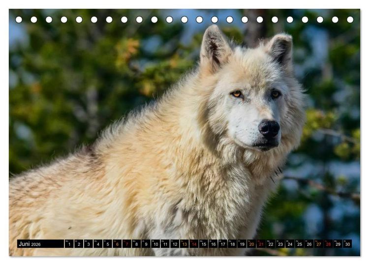 Produktbild: W&ouml;lfe - sie sind wieder da (Tischkalender 2026 DIN A5 quer), CALVENDO Monatskalender