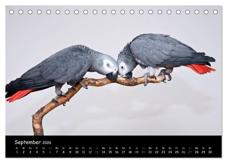 Produktbild: Graupapageien mit Herz (Tischkalender 2026 DIN A5 quer), CALVENDO Monatskalender