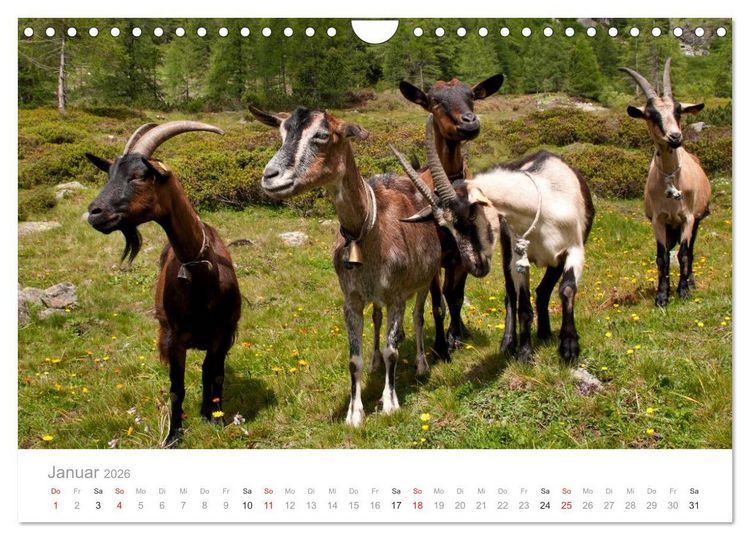 Produktbild: Tiere in Freiheit - Nutztiere auf der Alm (Wandkalender 2026 DIN A4 quer), CALVENDO Monatskalender