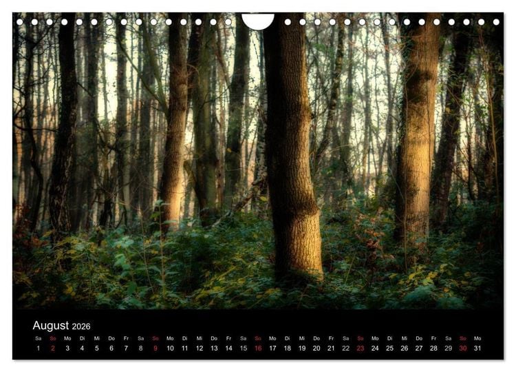 Produktbild: Mystische W&auml;lder (Wandkalender 2026 DIN A4 quer), CALVENDO Monatskalender