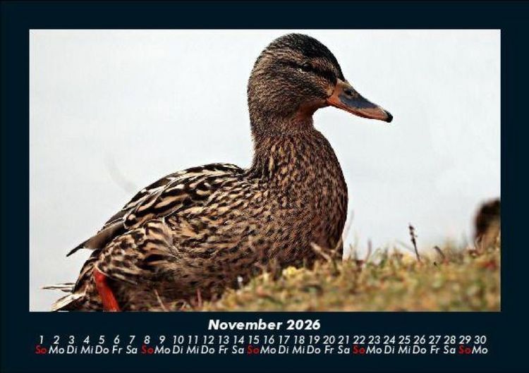 Produktbild: Enten 2026 Fotokalender DIN A5