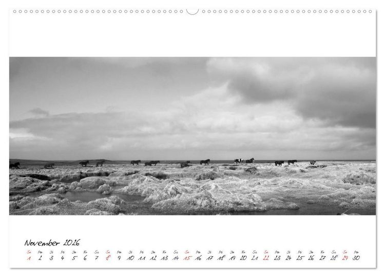 Produktbild: Islandpferde von Brimilsvellir (hochwertiger Premium Wandkalender 2026 DIN A2 quer), Kunstdruck in Hochglanz
