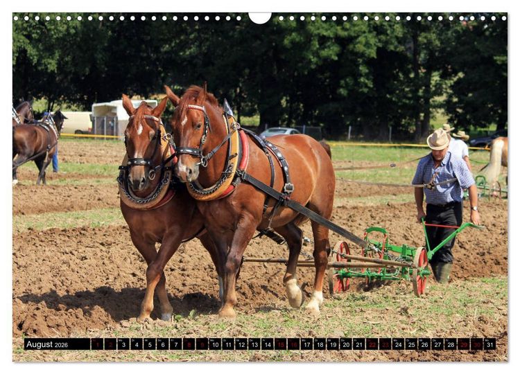 Produktbild: Schwere Warmbl&uuml;ter 2026 (Wandkalender 2026 DIN A3 quer), CALVENDO Monatskalender
