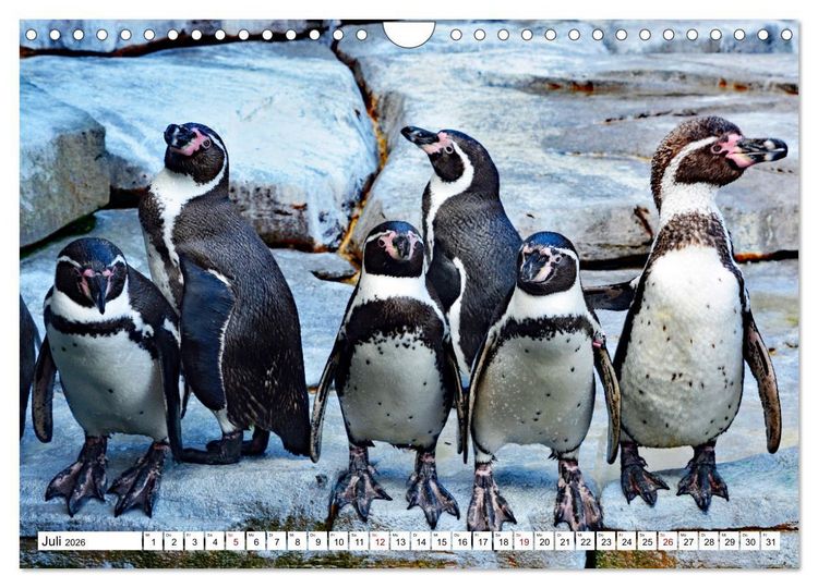 Produktbild: Tierische Fracktr&auml;ger (Wandkalender 2026 DIN A4 quer), CALVENDO Monatskalender
