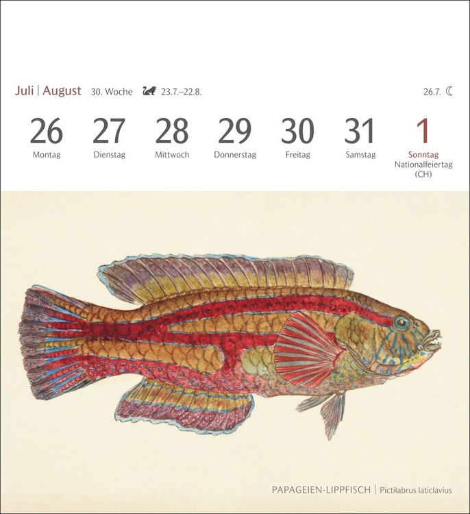 Produktbild: Fische Postkartenkalender 2027 - Postkartenkalender mit 53 historischen Zeichnungen