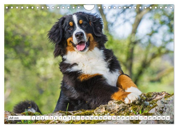 Produktbild: Ein Herz auf 4 Pfoten - Berner Sennenhund (Wandkalender 2026 DIN A4 quer), CALVENDO Monatskalender