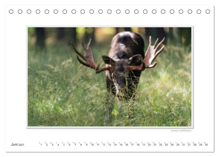 Produktbild: Emotionale Momente: Europ&auml;ischer Elch. (Tischkalender 2027 DIN A5 quer), CALVENDO Monatskalender