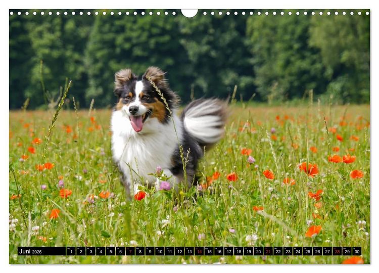 Produktbild: Australian Shepherd - Lebensfreude auf vier Pfoten (Wandkalender 2026 DIN A3 quer), CALVENDO Monatskalender