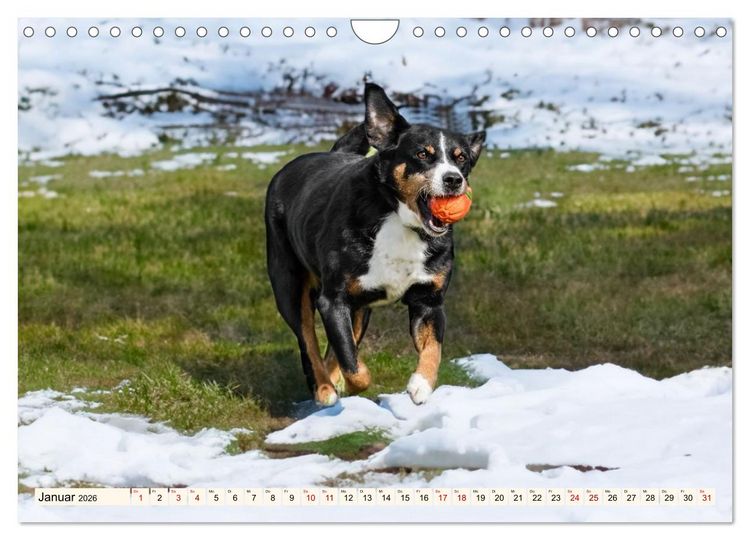 Produktbild: Schweizer Sennenhunde - Appenzeller - Berner - Entlebucher - Gro&szlig;e Schweizer (Wandkalender 2026 DIN A4 quer), CALVENDO Monatskalender