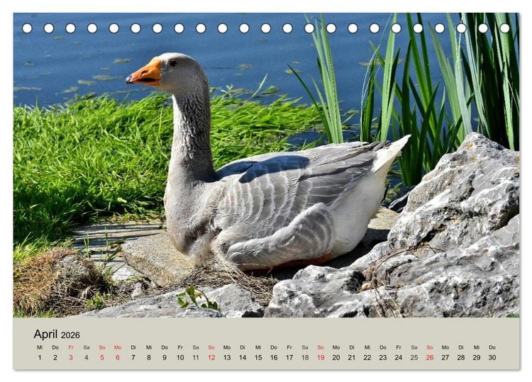 Produktbild: G&auml;nse. Von wegen dumme Gans! (Tischkalender 2026 DIN A5 quer), CALVENDO Monatskalender