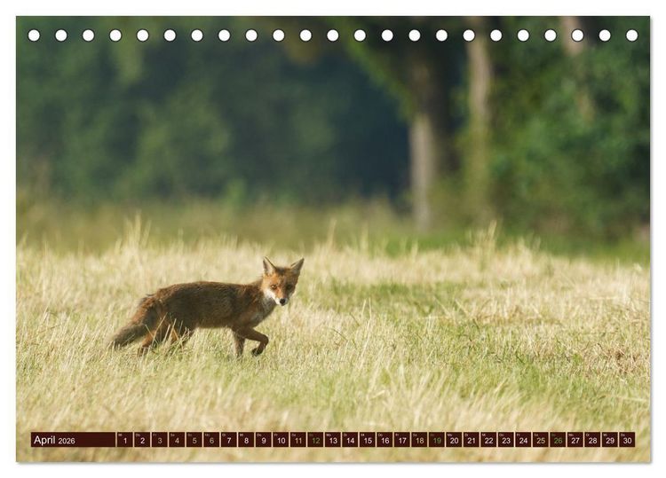 Produktbild: Zauberhafte Wesen - Reineke Fuchs und Meister Lampe (Tischkalender 2026 DIN A5 quer), CALVENDO Monatskalender